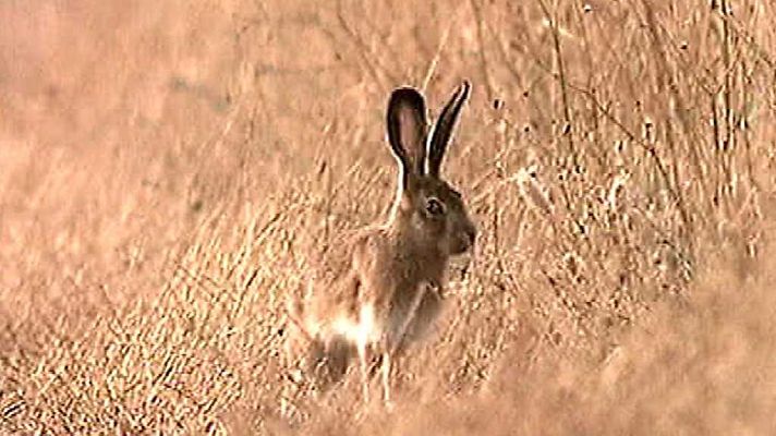 El universo escondido - Tierras infinitas
