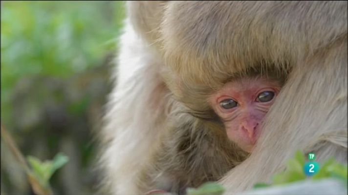 Som Documentals - Japó salvatge. Els micos de les neus