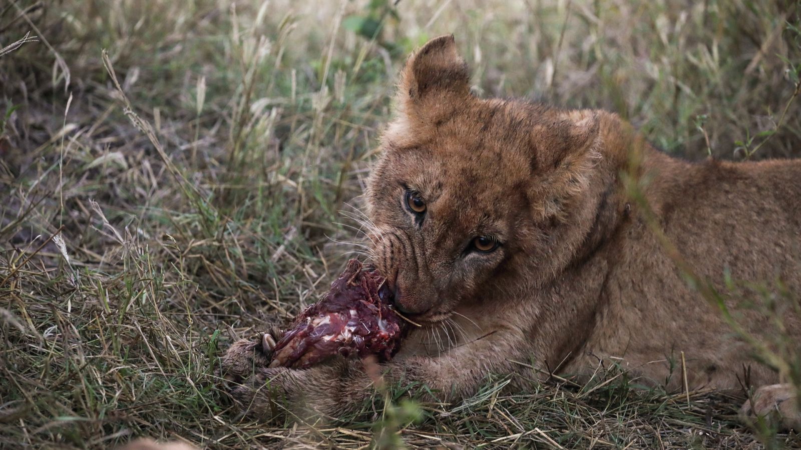 El reino salvaje - Episodio 1: El amanecer de la oscuridad - ver ahora
