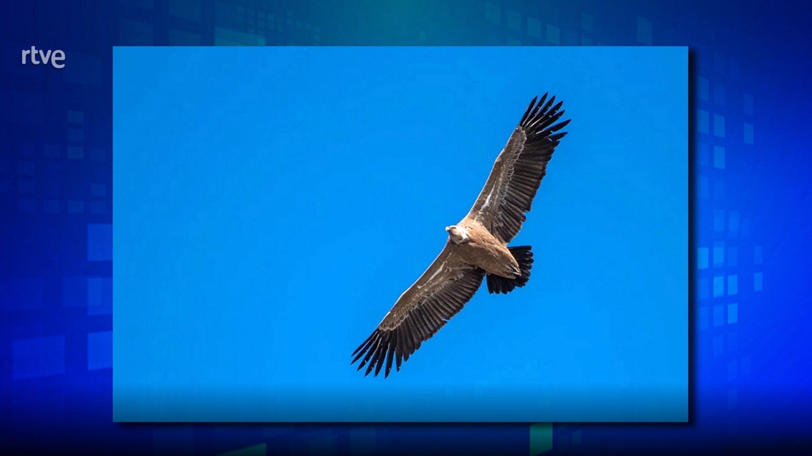 Saber y ganar. Edición de fin de semana - 09/10/21 - ver ahora