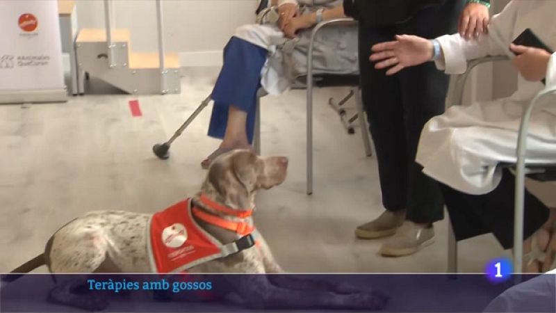 Terapia amb gossos: afavoreixen la recuperació física i emocional dels pacients