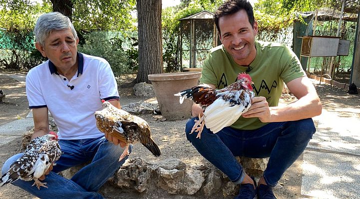 Aquí la Tierra - Curiosidades sobre las gallinas y los diferentes huevos