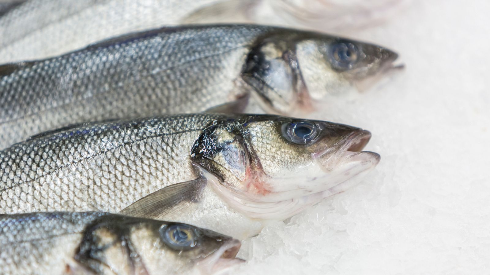 Aquí la Tierra - Curiosidades: ¿sabes diferenciar los tipos de peces que existen por la boca?