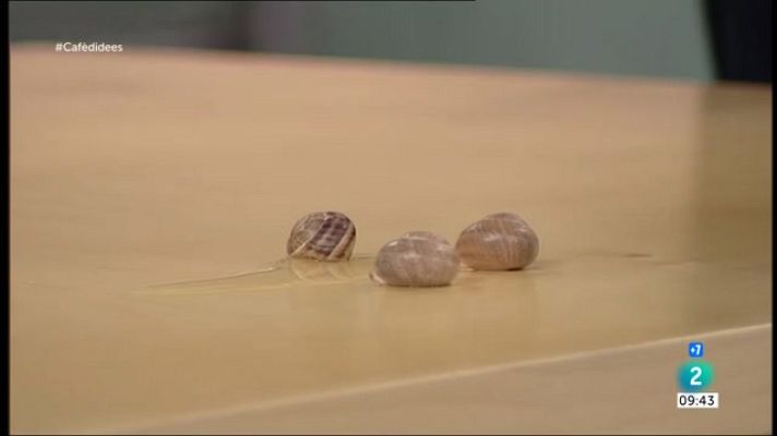 Cafè d'idees - Velocitat dels caragols, recomanacions culturals i botellots