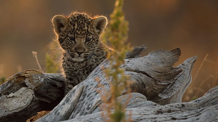 El reino salvaje - Reino de terror