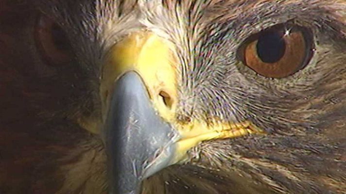 El universo escondido - Bosques de agua