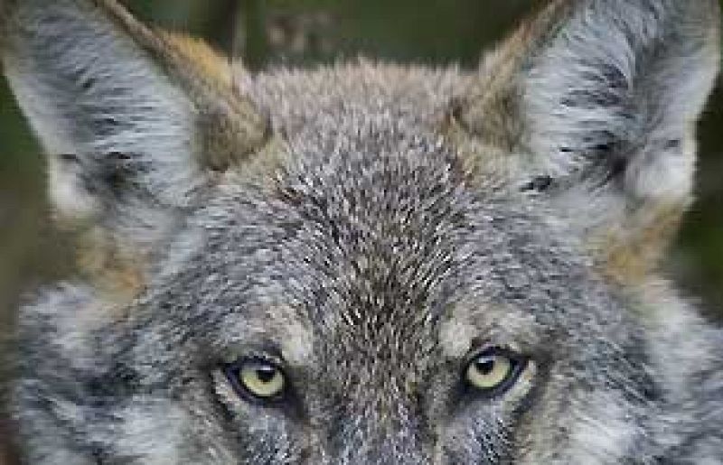 Una investigadora española ha analizado las preferencias de los lobos del noroeste de la Península Ibérica para demostrar que, en realidad, sus presas favoritas son los corzos, ciervos y jabalíes, antes que los rumiantes domésticos (ovejas, cabras, v