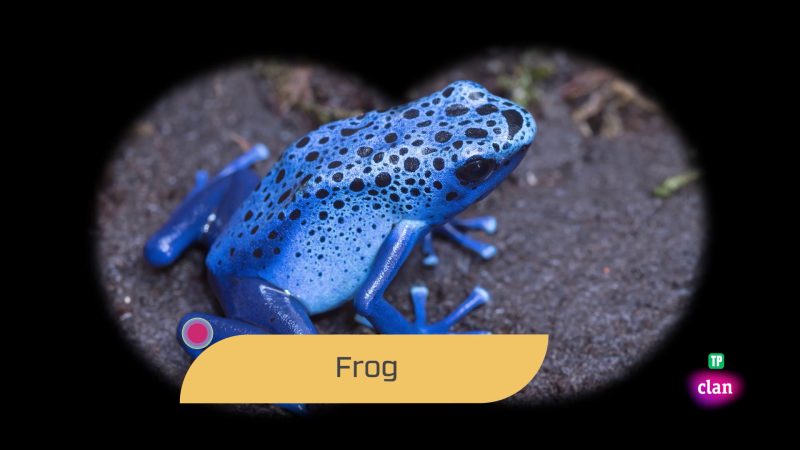 Aprendemos en Clan - INGL�S - Animals and colors - RTVE.es - Aprendemos en Clan | Ver