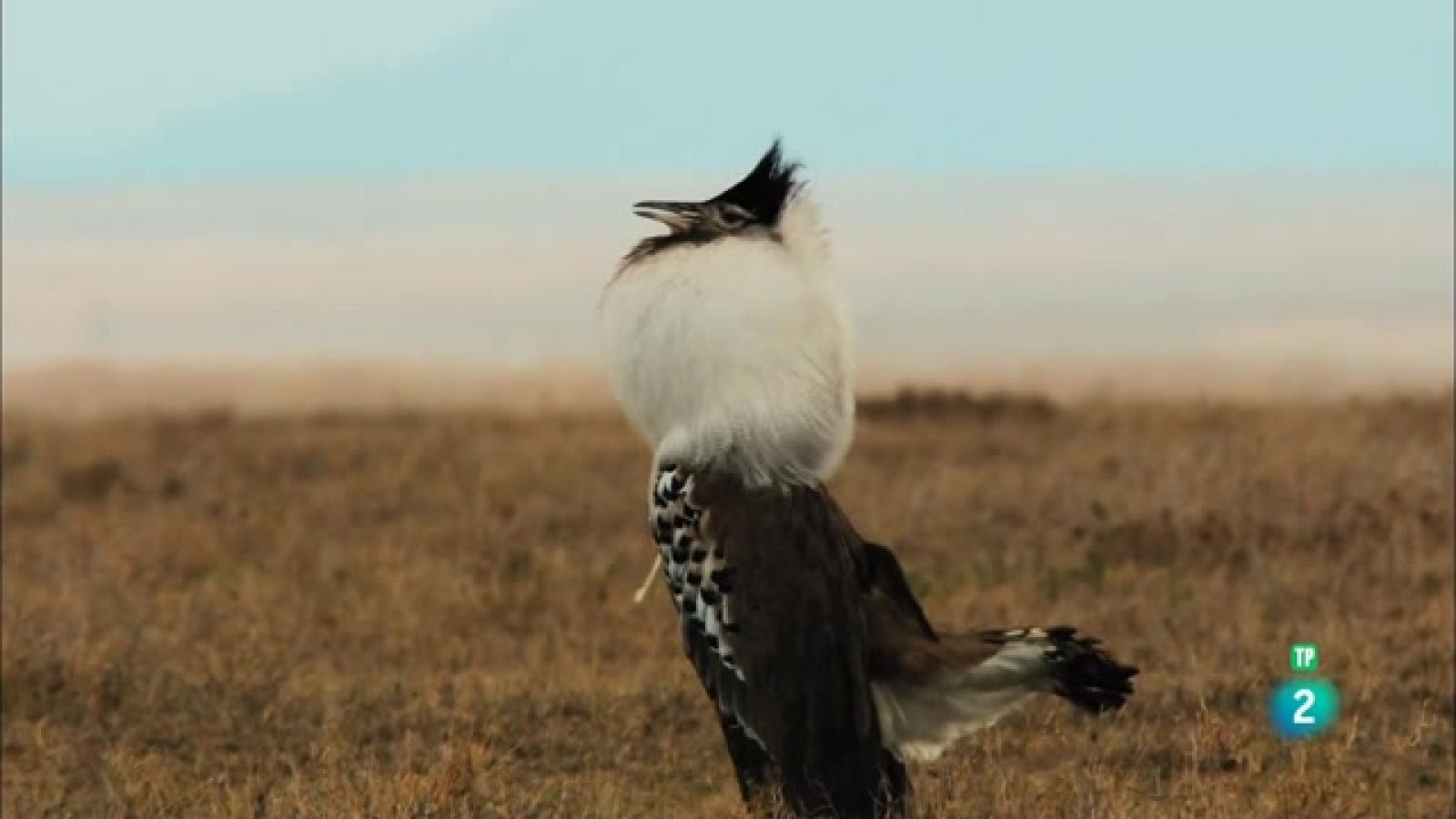 Grans Documentals - Els sons de la natura  -  Veure ara