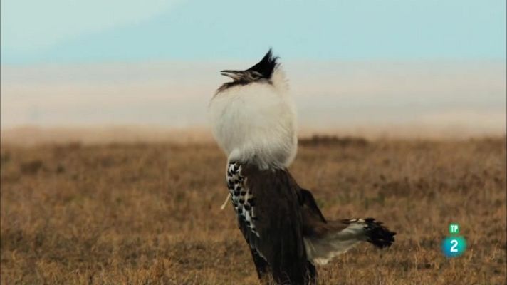 Som Documentals - Els sons de la natura