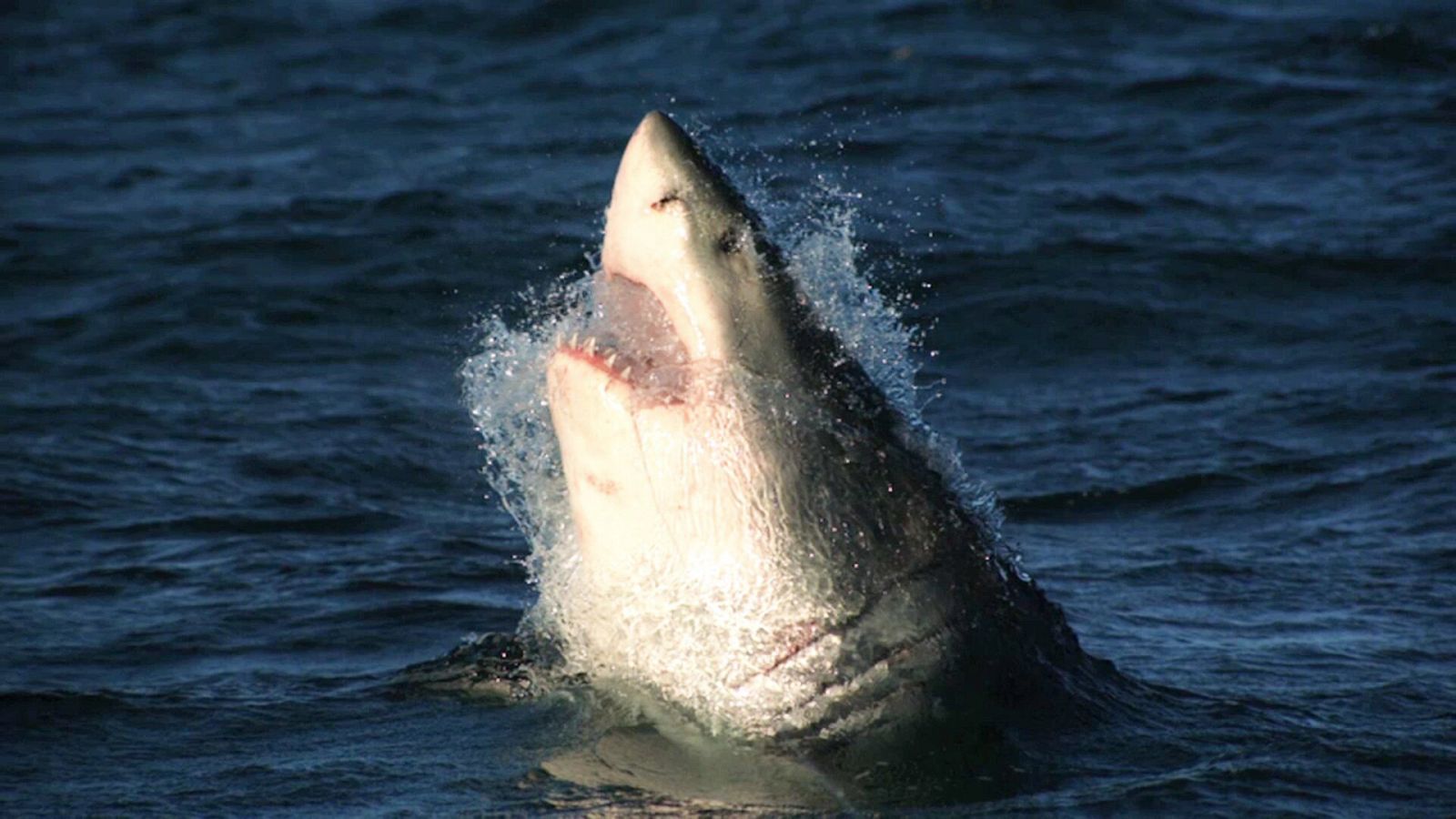 ¡Qué animal! - Tiburones y rayas - ver ahora