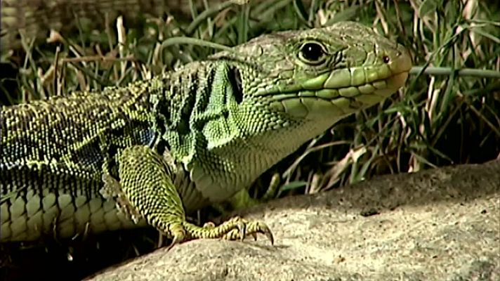 El universo escondido - Piedras vivas