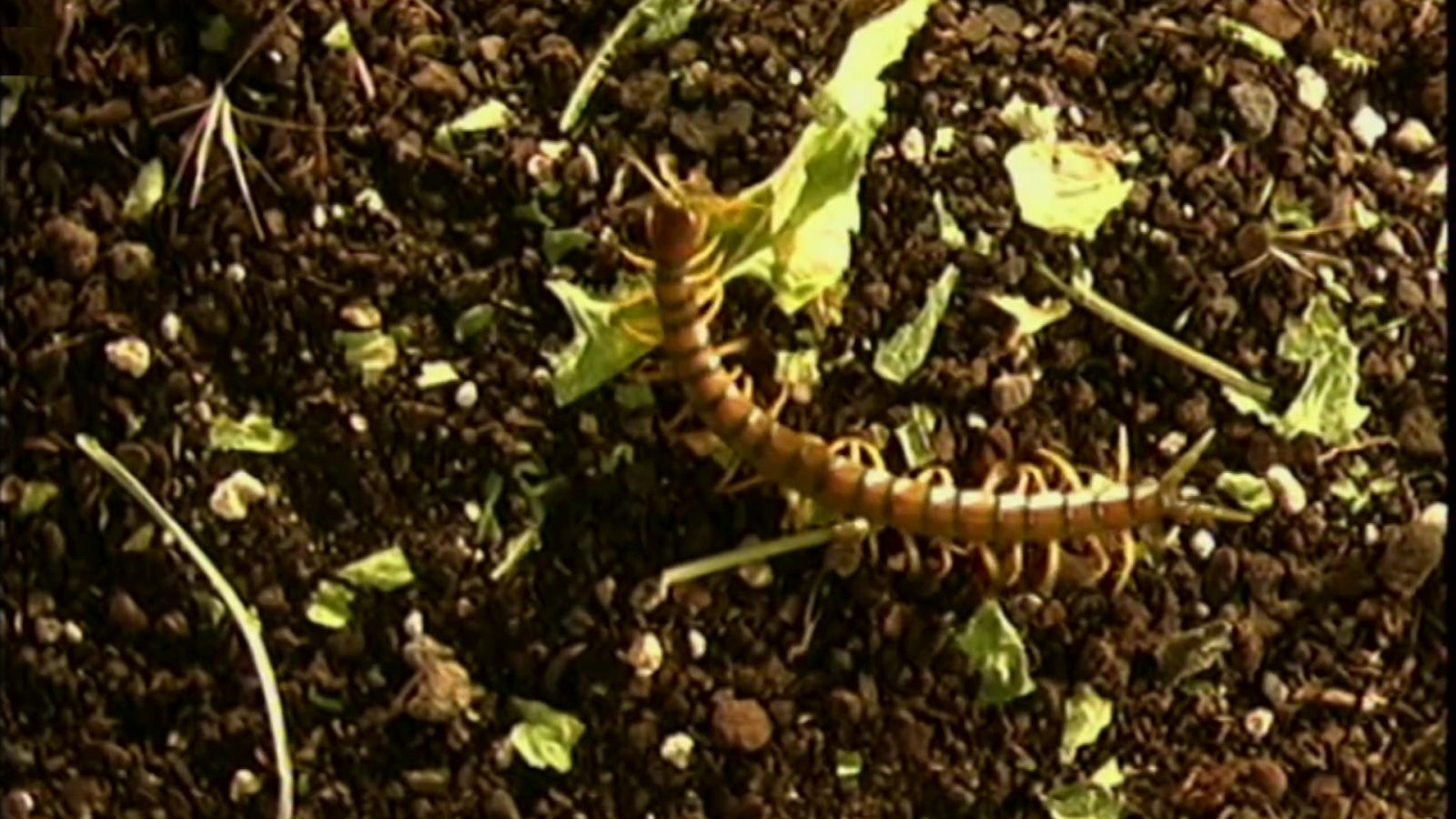 El universo escondido - Episodio 18: Los harapos del bosque - ver ahora