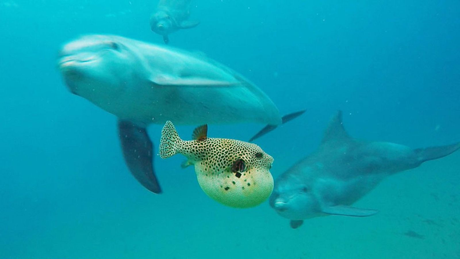 Espiando en la manada - Episodio 4: Travesura - ver ahora