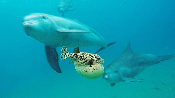 Espiando en la manada - Travesura