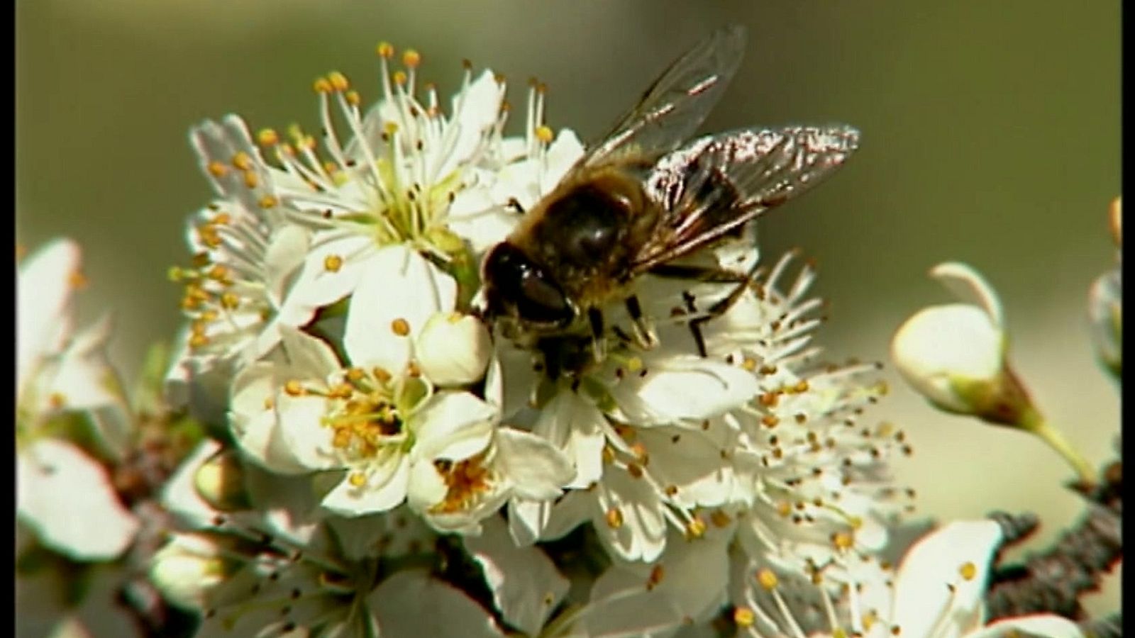 El universo escondido - Episodio 19: Dulces espinas - ver ahora