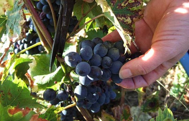  - Cosecha de uva espectacular