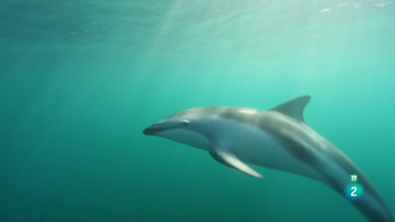 Som Documentals - Dofins salvatges - Veure ara