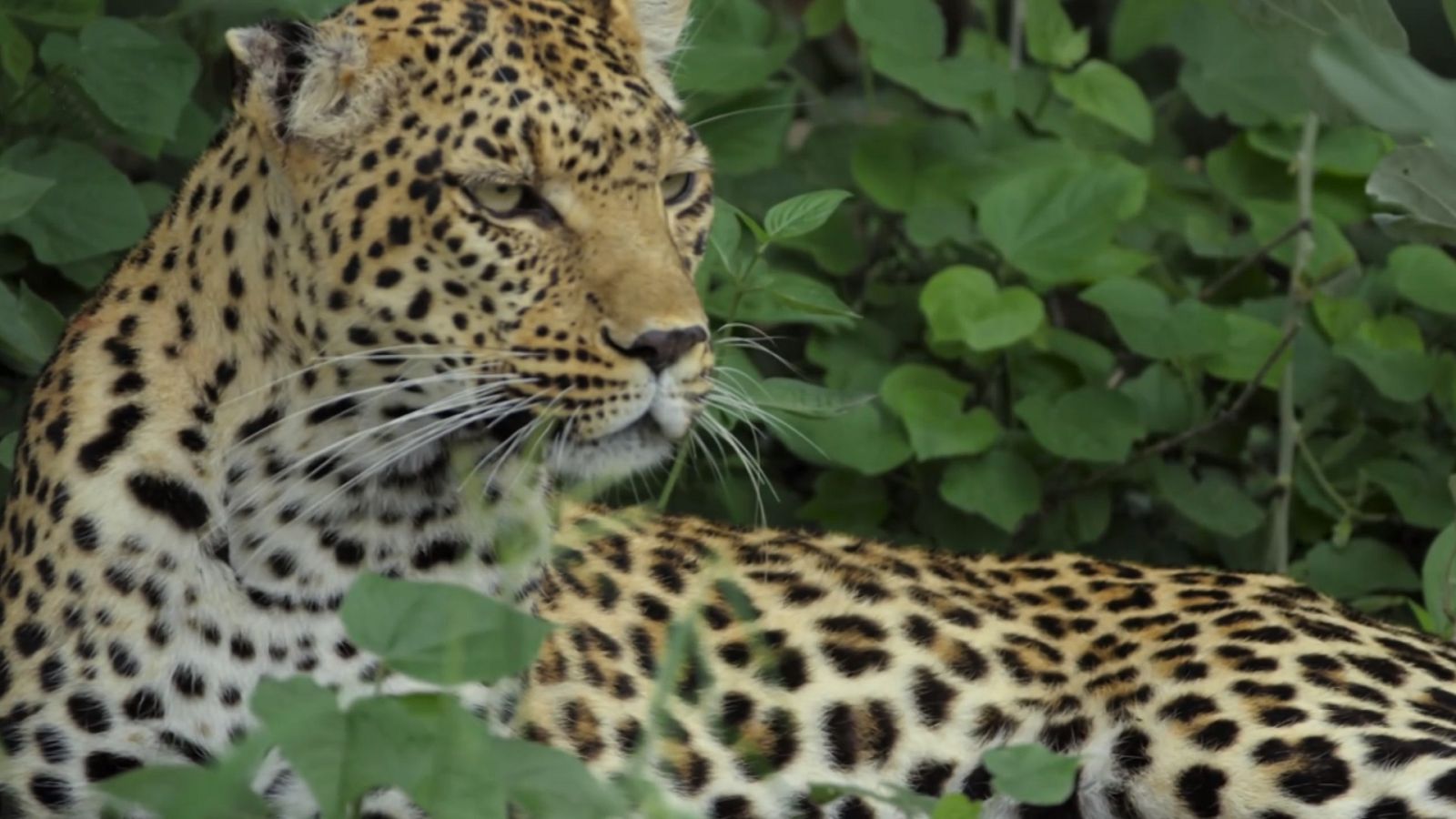 El reino salvaje - Episodio 4: Juegos de guerra - ver ahora