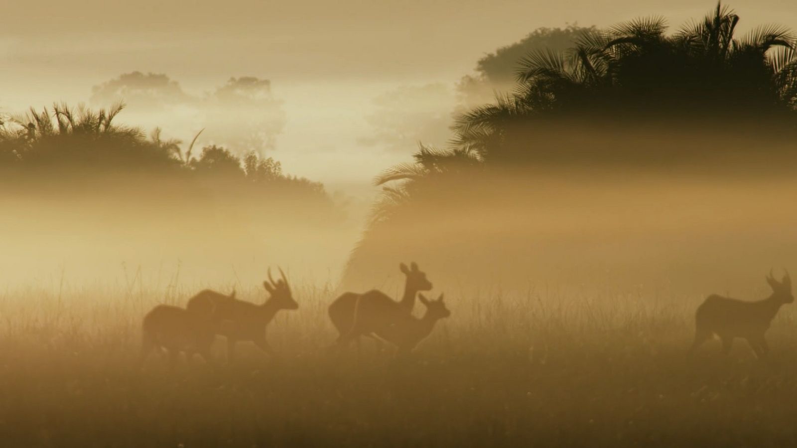 El reino salvaje - Episodio 5: La caída de la reina - ver ahora
