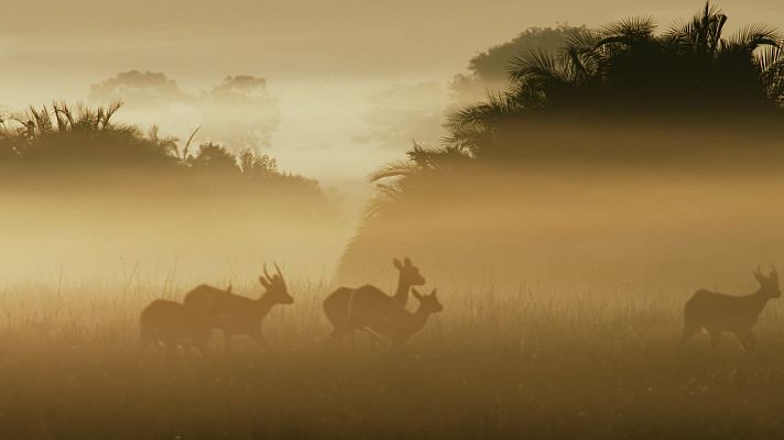 El reino salvaje - La caida de la reina