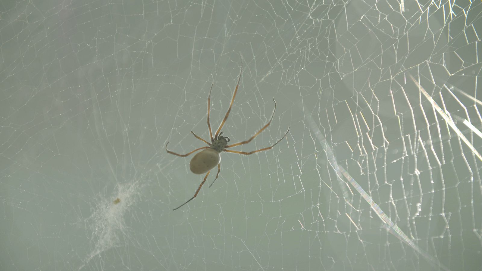 Supernaturaleza - Episodio 3: Resistencia - ver ahora