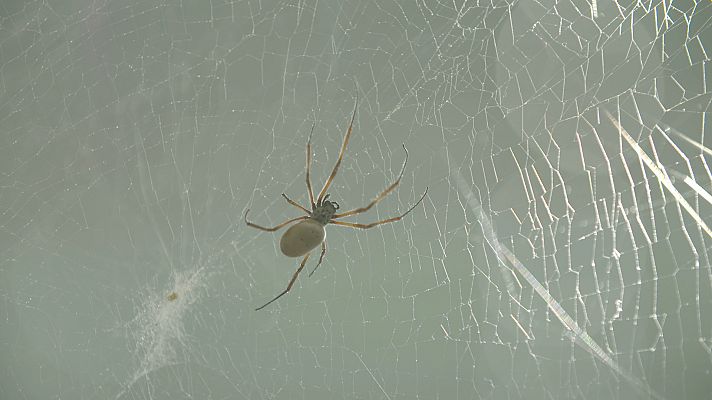 Supernaturaleza - Resistencia