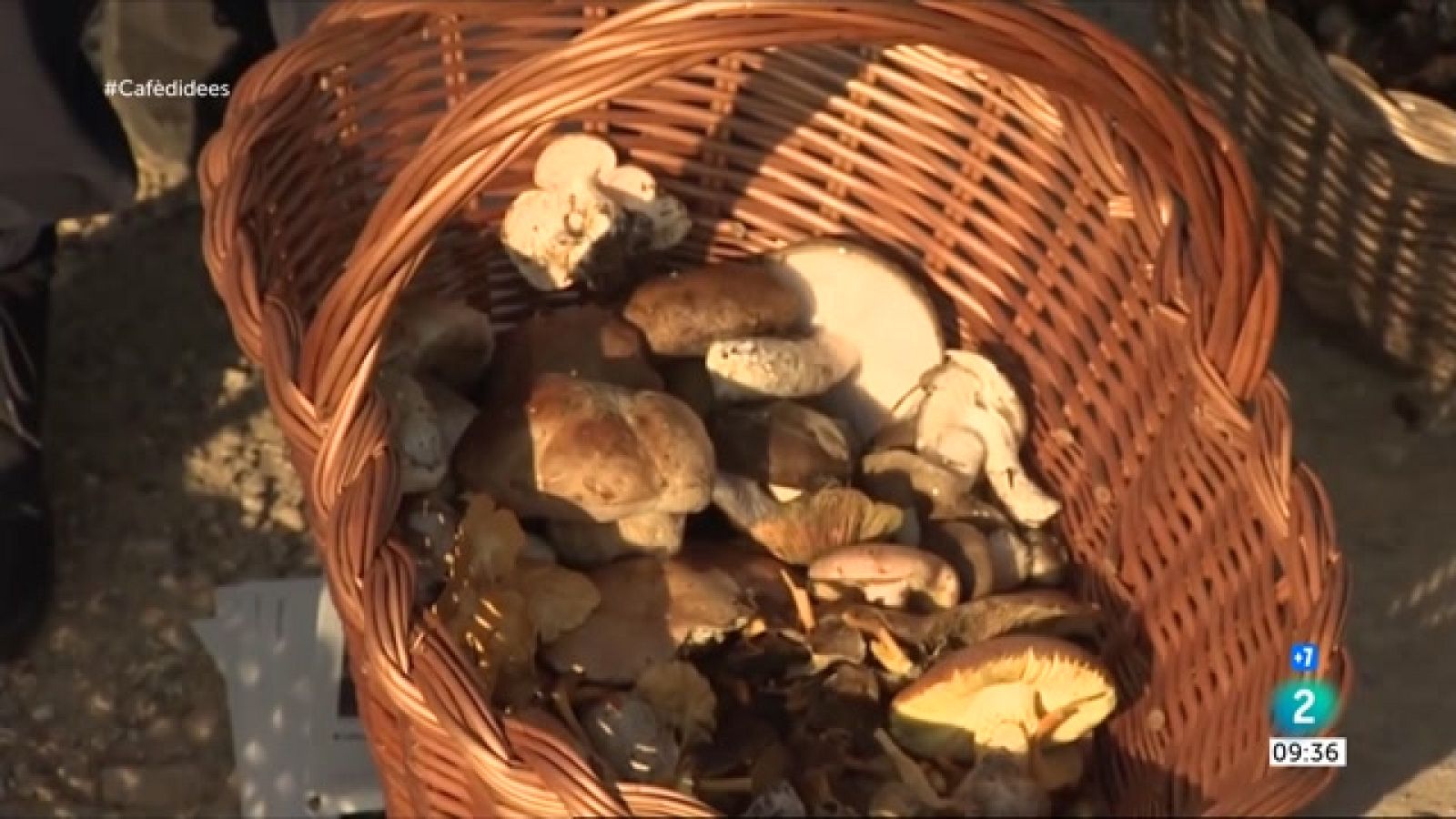 Comença la temporada de bolets - El temps | Veure