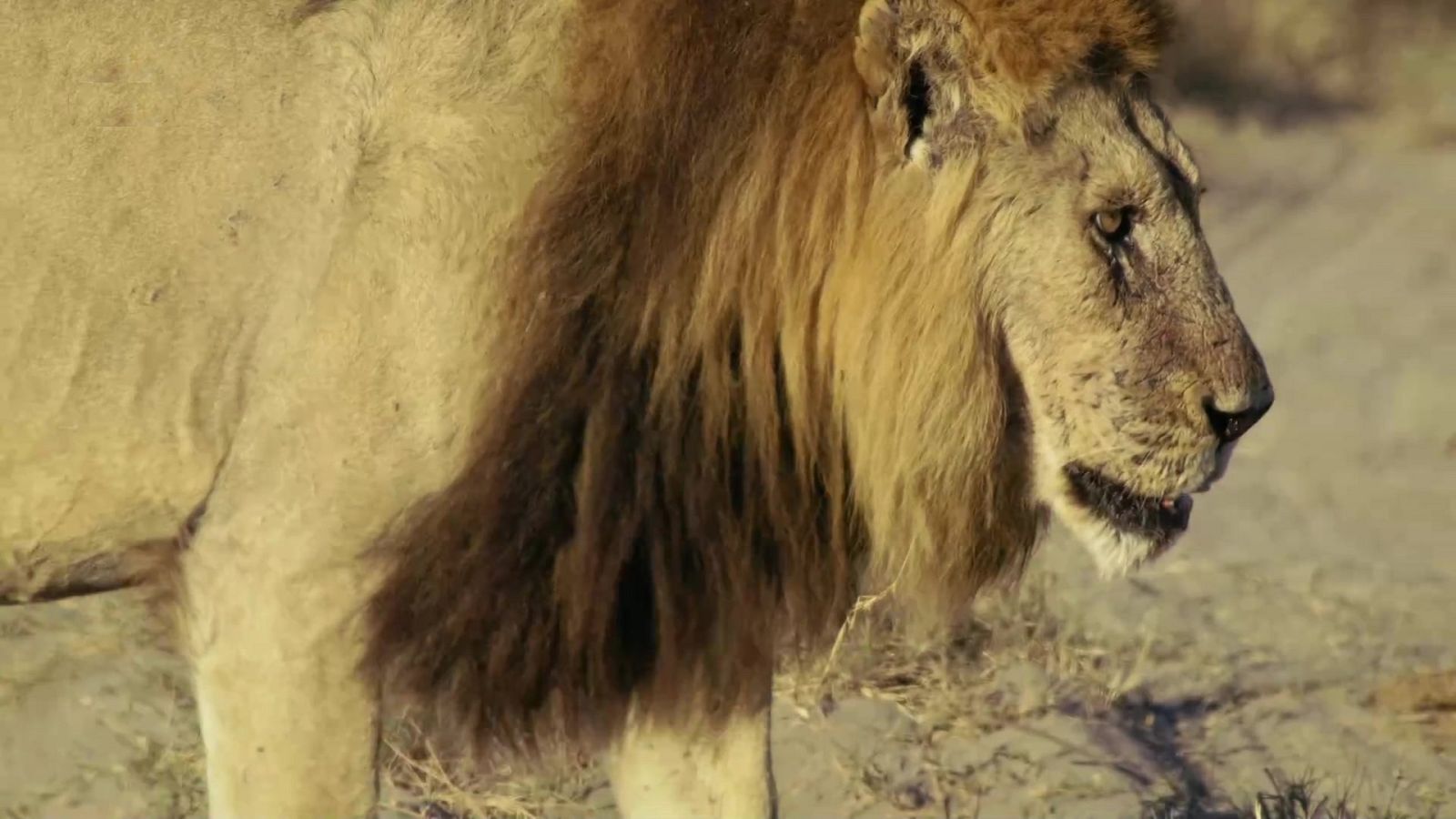 El reino salvaje - Episodio 6: Ascendiente - ver ahora