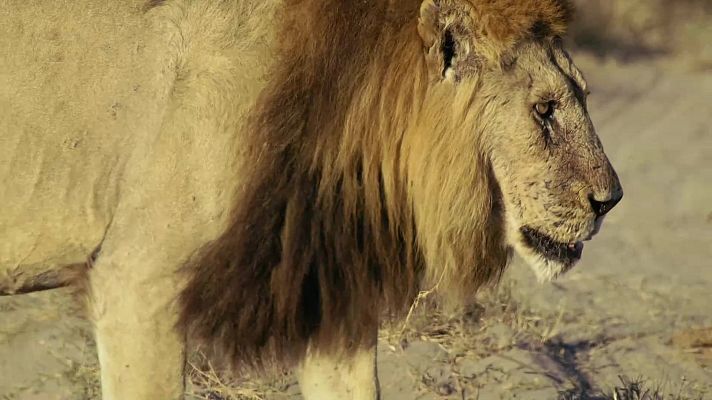 El reino salvaje - Ascendiente