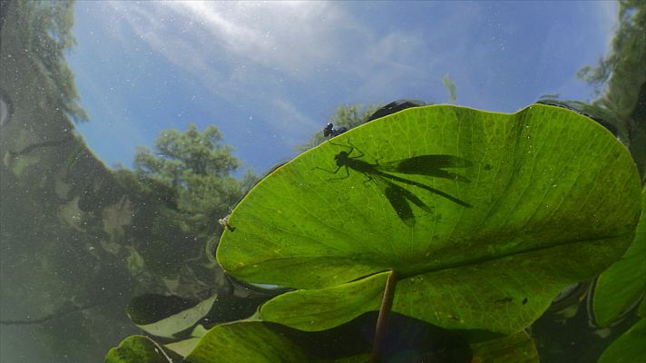 Somos Documentales - El río invisible. Bajo el agua entre la Selva Negra