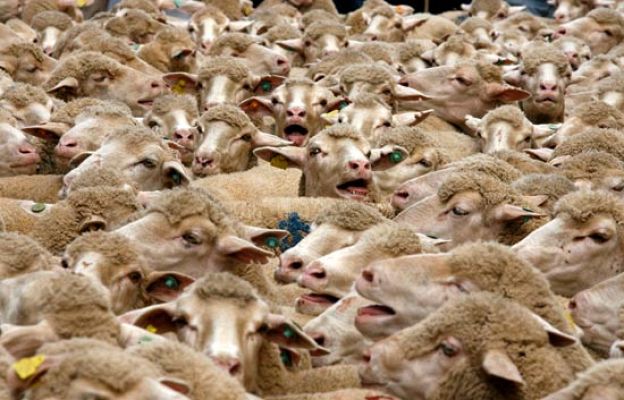  - Más de 500 ovejas por la Gran Vía