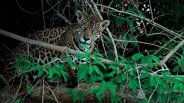 Somos cine - Tráiler 'Panteras' (2021)