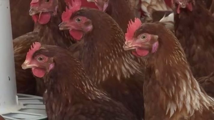 Telediario 1 - Greenpeace denuncia que las macrogranjas contaminan el entorno y no contribuyen al desarrollo de los pueblos