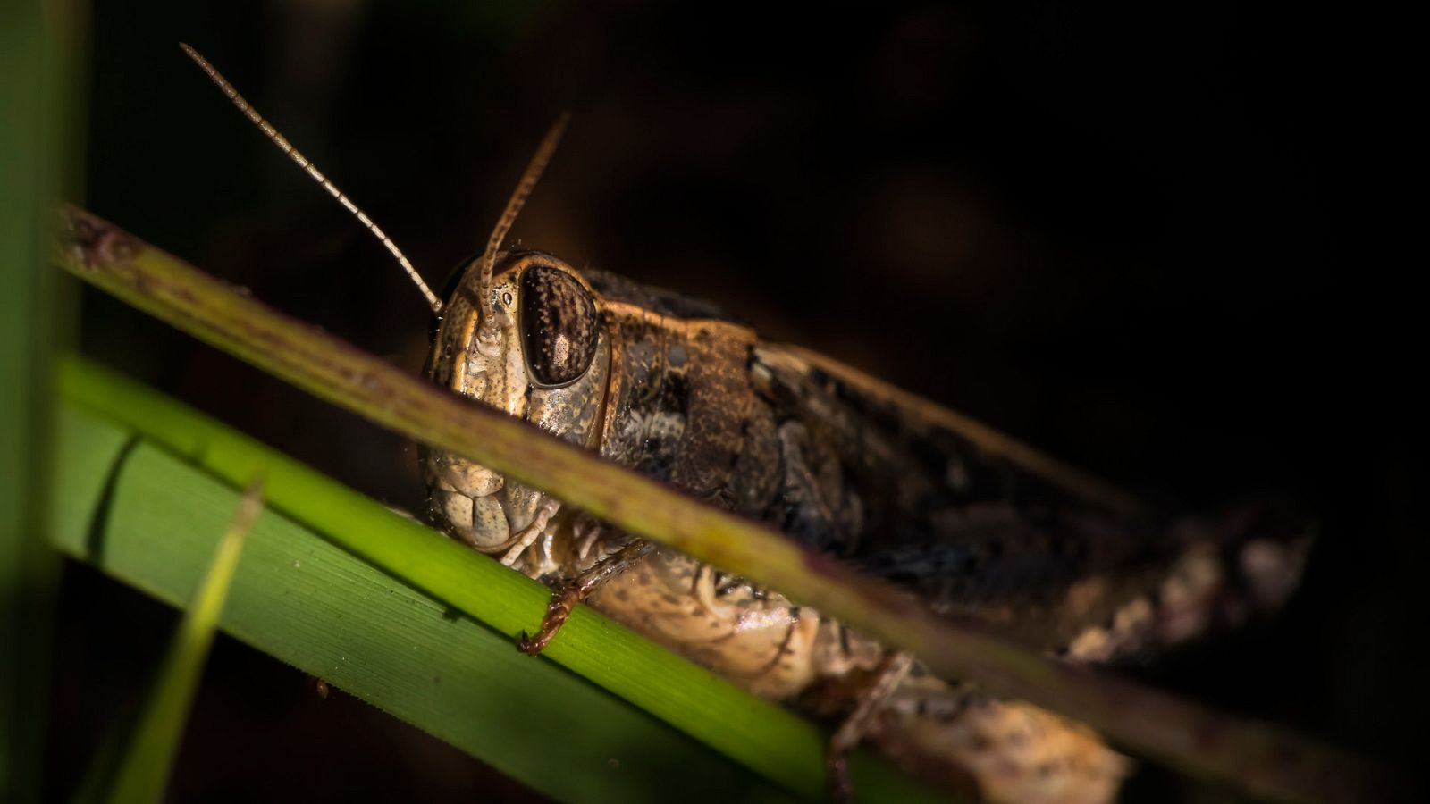 Supernaturaleza - Episodio 5: Movilidad - ver ahora