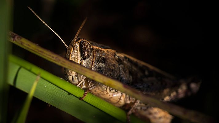 Supernaturaleza - Movilidad