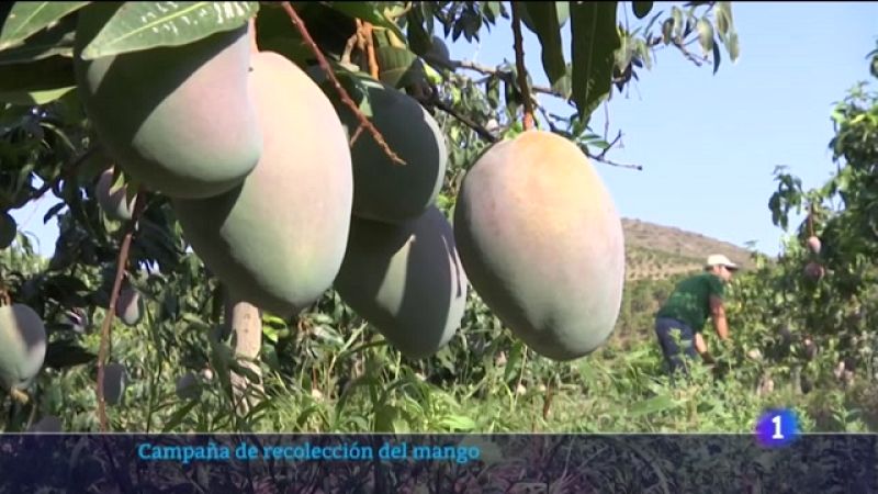 La campaña de mango alcanzará las 26.000 toneladas - Noticias Andalucía | Ver