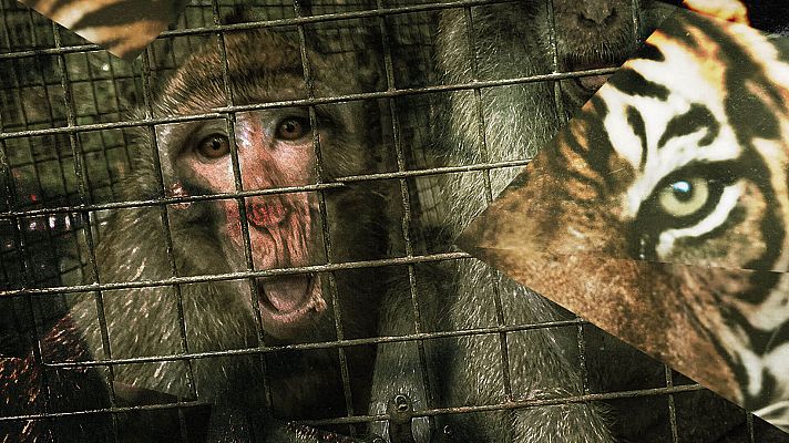 Tras la telaraña - Más allá de la telaraña: El tráfico de animales