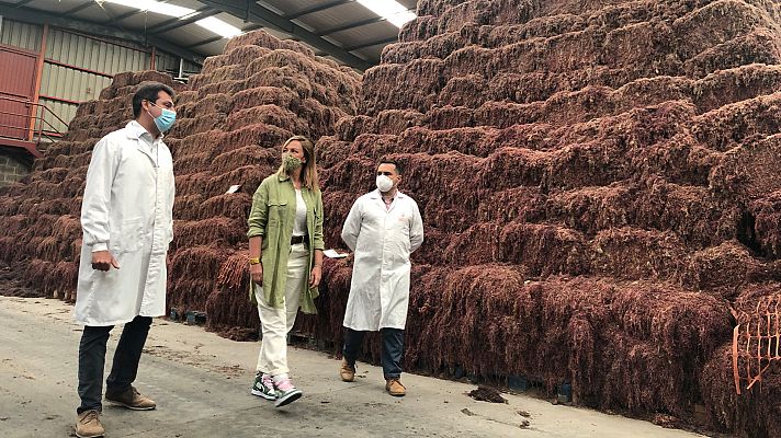 El escarabajo verde - La Tierra está de moda