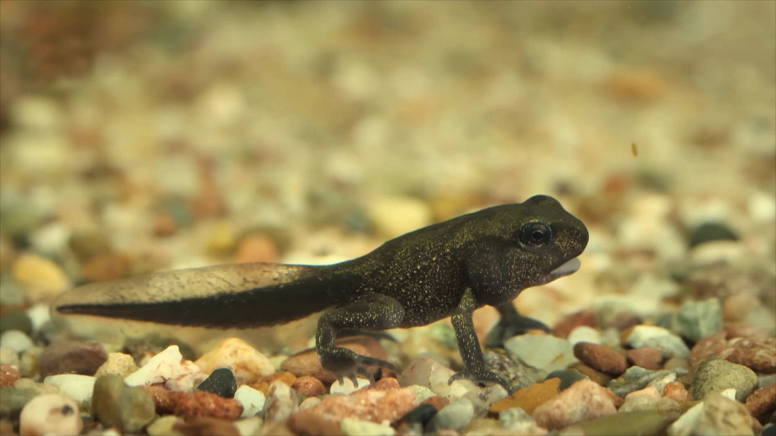 ¡Qué animal! - Metamorfosis - ver ahora