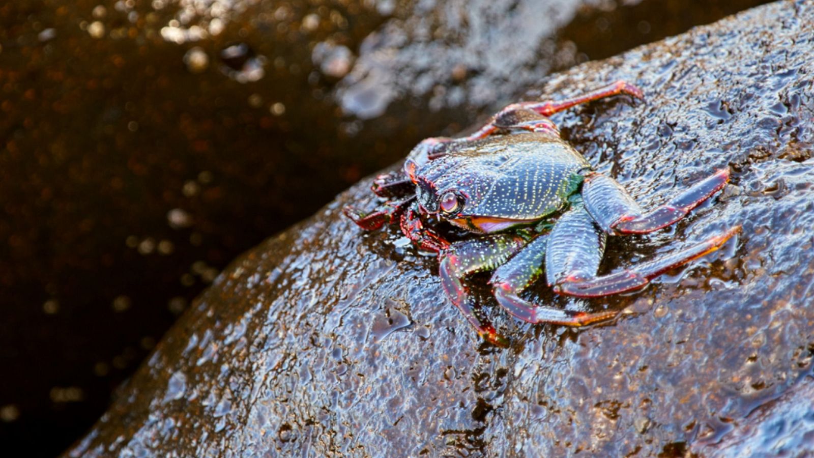 El universo escondido - Episodio 25: El ritmo de las olas - ver ahora