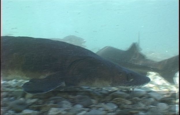 Fábrica de ideas - Innova: Piscifactoría Sierra Nevad