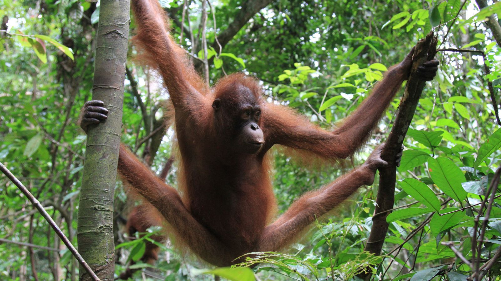 Obreros de la naturaleza - Episodio 2: Maestros de obra - ver ahora