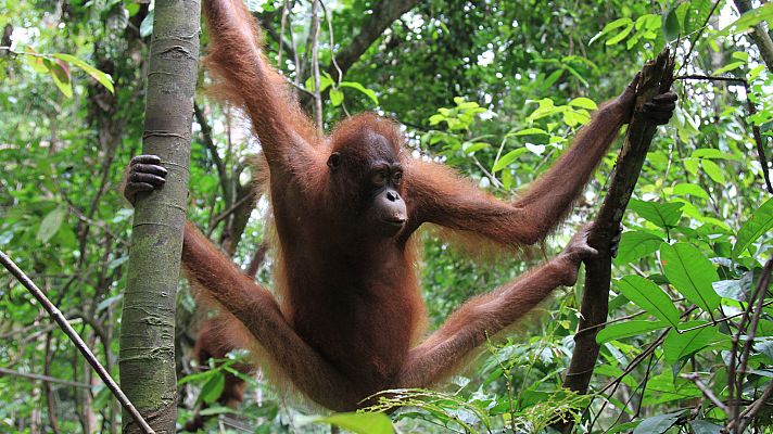 Obreros de la naturaleza - Maestros de obra