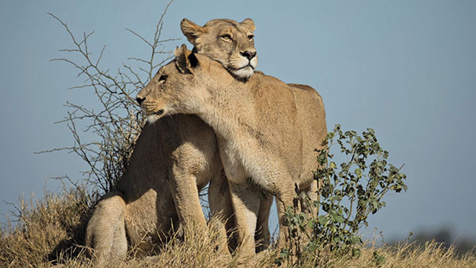El reino salvaje - Episodio 3: El alzamiento de los exiliados - ver ahora