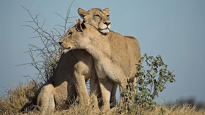 El reino salvaje - El alzamiento de los exiliados