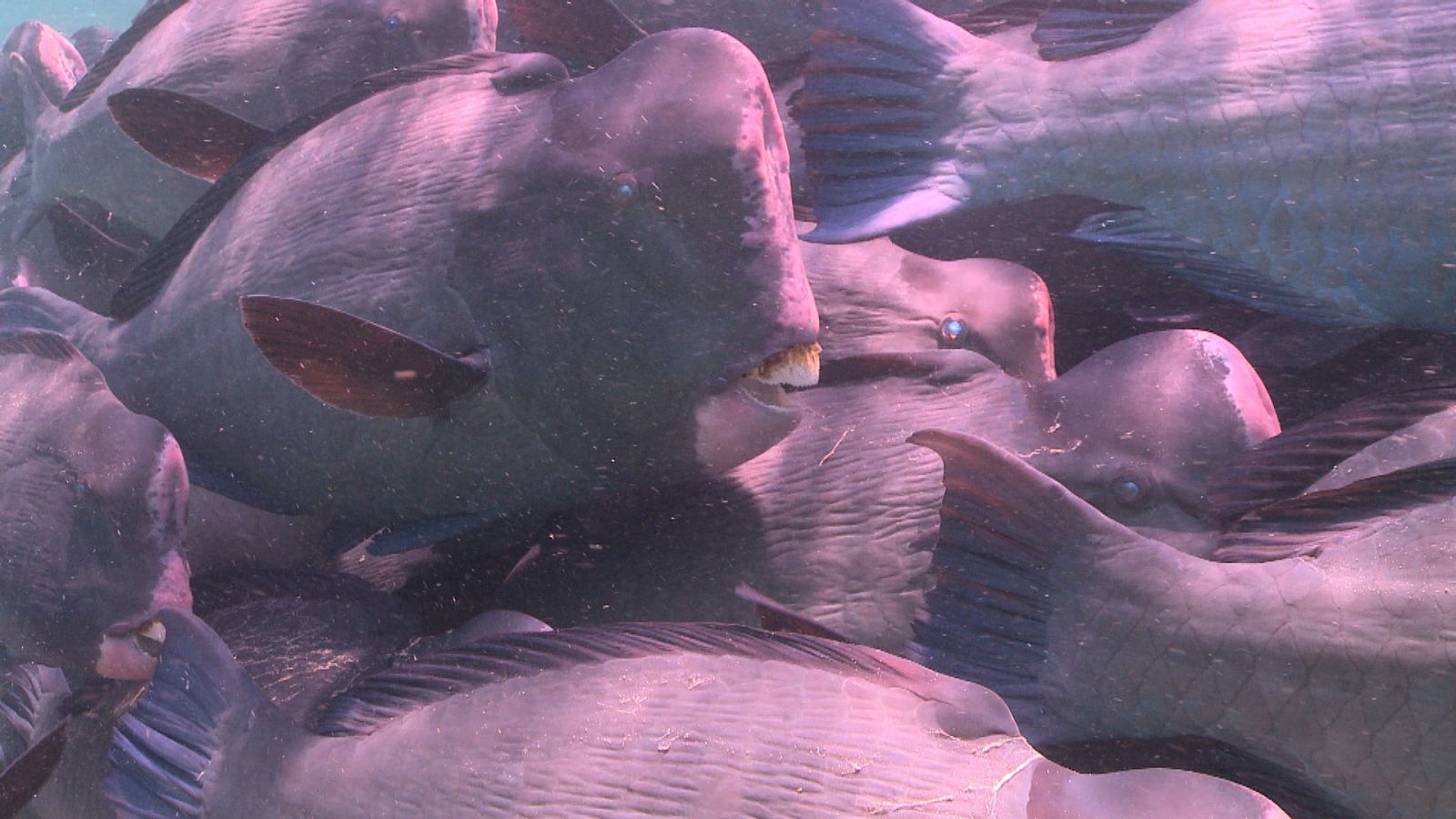 Obreros de la naturaleza - Episodio 3: Ingenieros de imperios - ver ahora