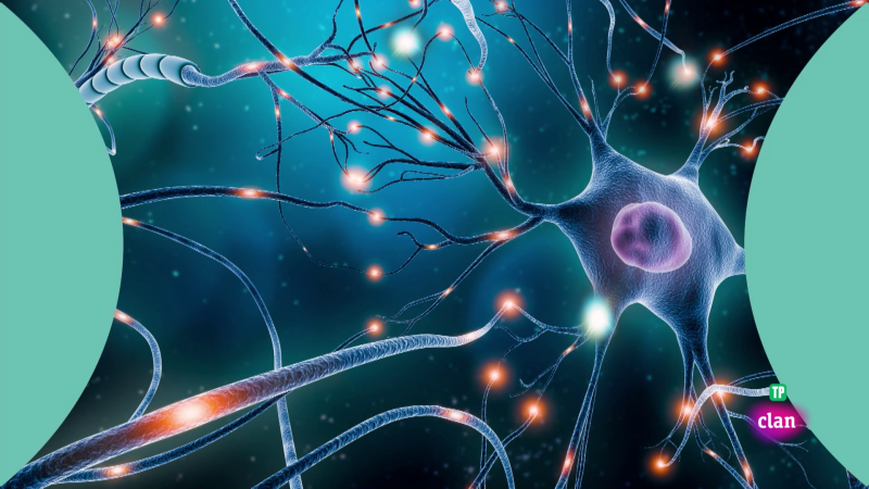 Aprendemos en Clan - CIENCIAS SOCIALES - El fascinante mundo del cerebro - RTVE.es - Aprendemos en Clan | Ver