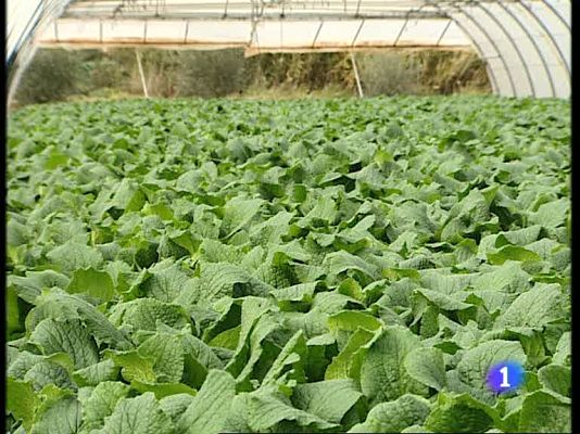 Informativo Telerioja - Informativo Telerioja - 26/10/09