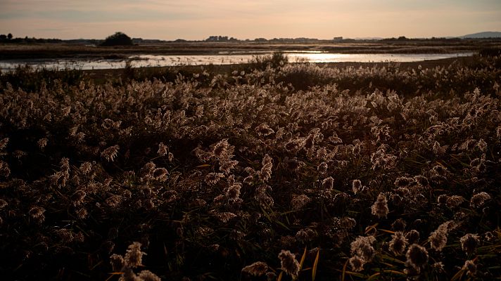 Telediario 1 - Las Tablas de Daimiel, un acuífero castigado por el robo de agua en España